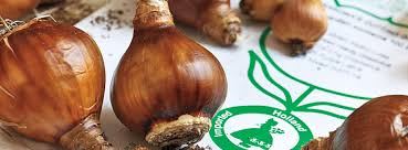 Maybe you would like to learn more about one of these? Winter Bulbs An Indoor Winter Flowering Bulbs Guide Breck S
