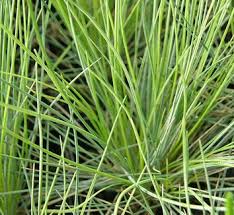 Image result for Festuca chodatiana