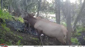 Trail cam that sends pics to phone. Best Trail Camera That Send Pictures To Your Phone 1 Cellular Guide