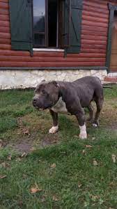 The american bully dog breed, not to be confused with the american pitbull terrier, was first seen sometime in the 1990's and was created with the intent to be one of the best companion dogs around. Extreme American Bully Home Facebook
