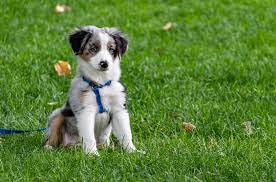 Best Dogs To Own If You Live In A Flat