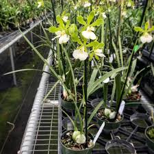 Image result for Barleria randii