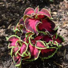 Se stai cercando piante da interno rosse per decorare la tua . Come Coltivare Il Coleus Per Chi Ama Le Foglie Colorate