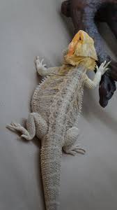 Baby Black Bearded Dragon For Sale White Hypo Het Trans Male Breeder Produced Here Bearded Dragon Bearded Dragon Funny Bearded Dragon Bearded Dragon Care