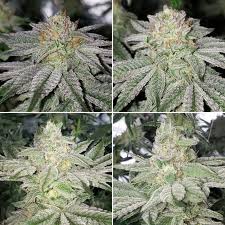 How to choose the best led. Lec Vs Led Grow Lights Side By Side Cannabis Grow Journal Grow Weed Easy