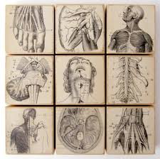 10 Staggering Drawing The Human Figure Ideas Anatomy Art Medical Illustration Art Block