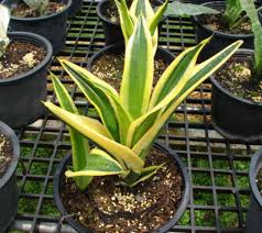 We did not find results for: Tanaman Jenis Tanaman Hias Tahan Panas Matahari