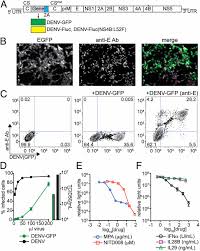 Dengue is present in africa, the americas, asia, the caribbean and the pacific. Dengue Reporter Viruses Reveal Viral Dynamics In Interferon Receptor Deficient Mice And Sensitivity To Interferon Effectors In Vitro Pnas