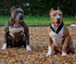 xxl designer pitbulls home bully breeds dogs pitbulls bully dog