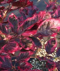 Check out our tricolor beech tree selection for the very best in unique or custom, handmade pieces from our plants shops. Tricolor European Beech Bower Branch