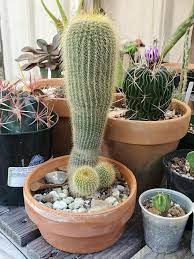 This sub makes me really happy. Love yall <3 : r/cactus