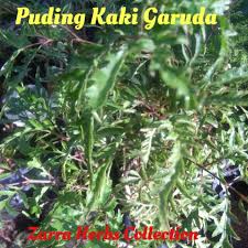 Kayu manis ini berasal dari sejenis pokok malar hijau dengan daunnya yang berbentuk bujur dan berkulit. Pokok Puding Kuku Garuda Cantik Buat Hiasan Pagaran Jenis Pokok Puding Bole Di Makan Herba Shopee Malaysia