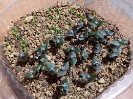 Las plantas espinosas son locales en américa, desde la patagonia hasta es una planta suculenta asphodelaceae familiar, local en sudáfrica, que incorpora algunas. Reproducion De Cactus Y Suculentas Desertika