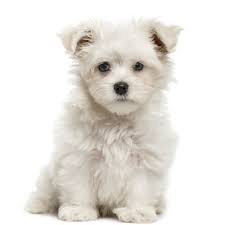 Maltese prices fluctuate based on many factors including where you live or how far you are willing to travel. Petland Florida