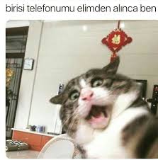 Pinterest Naznkk Kedi Esprileri Komik Hayvan Komik Seyler