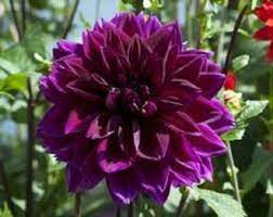 Opera Violet Dahlia Flower Seeds Annual 30 Etsy Flower Seeds Bulb Flowers Flower Bulbs For Sale