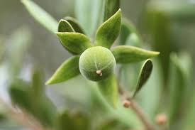 Image result for Diospyros dichrophylla