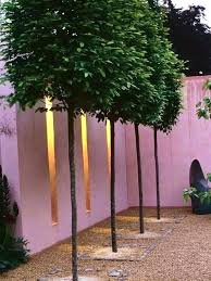 That gives you more to borrow from, says susan. Evergreen Privacy Trees For Small Yards What Kind Of To Plant Juniper Skyrocket That Are Or Tall Urban Garden Design Patio Trees Hardscape Design