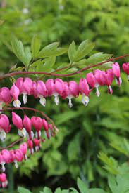 Old Fashioned Bleeding Heart Dicentra Spectabilis Is Must Have Plant For Shade Gardens And An Ideal Companion For Hosta A Shade Plants Bleeding Heart Plants
