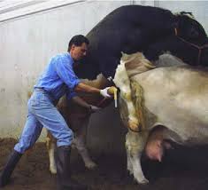 These massive cattle stand out thanks to their exaggerated musculature that makes them look like superhero versions of. Fertility In Belgian Blue Bulls Semantic Scholar