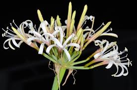 Image result for Ammocharis coranica