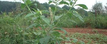 Look for the selections i recommend on page 20; Phytolacca Species American Pokeweed Inkberry Pokeberry Poke Polk Salad Phytolacca Americana