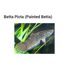 Berikut ini adalah 5 lengkah resep rahasia agar warna ikan cupang cepat mutasi dan membuat warna naik lebih cemerlang serta tajam. Jual Wild Betta Picta Ikan Cupang Alam Liar Ikan Cupang Sawah Kota Yogyakarta Jaya Bettaaa2 Tokopedia