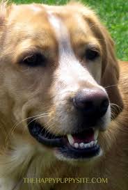 Labrador and beagle mix puppies. Beagle Lab Mix Breed Guide Discover The Popular Beagador Dog