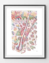 Skin Anatomy Print Human Epidermis And Hair Medical Art Poster Etsy Medical Art Poster Art Skin Anatomy