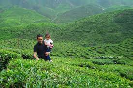 Datanglah ke ladang teh boh yang terletak di sungai palas ini. 2 Ladang Teh Yang Wajib Dikunjungi Di Cameron Highlands Mobile