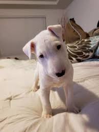 Tsbt as a bull terrier breeders are very proud of our facilities and the dedication we have to raise our bull terriers. 23 White British Bull Terrier Puppies L2sanpiero