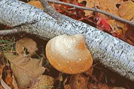 Download, share or upload your own one! This Fallen Birch Tree Acts As Host For This Mushroom And Flickr