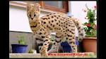 Savannah cat - Wikipedia