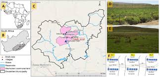 Image result for Aristida scabrivalvis