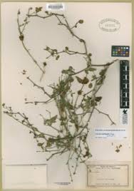 Image result for Cuscuta cassytoides