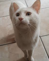 Clever Street Cat Leads A Woman To The Store And Asks Her To Buy Him Food She Adopts Him In 2020 Cat Lead Cute Cats And Dogs Stray Cat