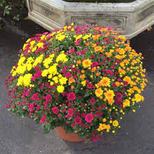Family fun & things to do in lancaster county, pa. Garden Mum Patio Pot Kremp Com