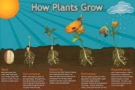 How Plants Work The Seed And Parts Of A Plant Menanam