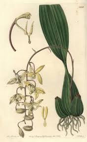 Image result for Graphorkis lurida