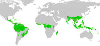 A tropical rainforest is a rainforest with a high rainfall that grows in a tropical region. Relationships Between Organisms In Tropical Rain Forests By 24meb01 On Emaze