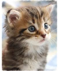 These hypoallergenic kittens are bred in georigia and can be shipped anywhere in the continental unites states. Siberian Cat Breeders Kittens For Sale Ontario Canada Cat Breeder Siberian Cat Breeders Siberian Cats For Sale