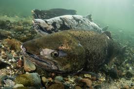 Image result for Centrolene heloderma