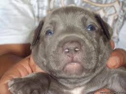 The american pit bull terrier has round eyes and teeth that form a scissor bite. Razor S Edge Blue Nose Pitbull Pups Price 200 00 For Sale In Killeen Texas Best Pets Online