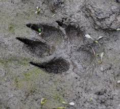 Gallery For Mountain Lion Tracks In Mud Coyote Tracks Bobcat Tracks Mountain Lion