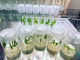 We did not find results for: Global Plant Cell Culture Equipment Market Research Report 2021 Elive Pr
