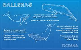 Reproducción de ballenas terrestres