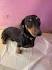 Doxiefun - Dachshund breeder in Berryville (previously ...