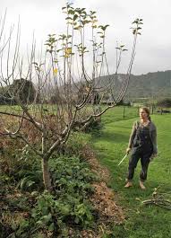 People believe that when trees grow, the branch will move up along. Back To Basics Fruit Tree Pruning Videos Edible Backyard