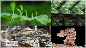 Check spelling or type a new query. Asexual Reproduction Definition And Examples Biology Online Dictionary