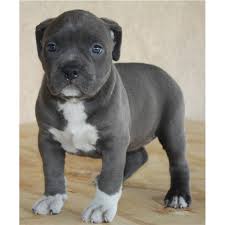 Die reihenfolge kann geringfügig vom ursprünglichen rassestandard abweichen. American Pit Bull Terrier Hund In Schweiz American Pit Bull Terrier Welpen Kaufen Verkaufen Schweiz Welpen Kaufen American Pit Bull Terrier Schweiz American Pit Bull Terrier Zuchter Kennel Welpen Kaufen American